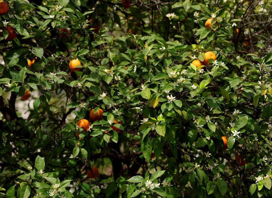 Adana’yı narenciye çiçeği kokusu sardı