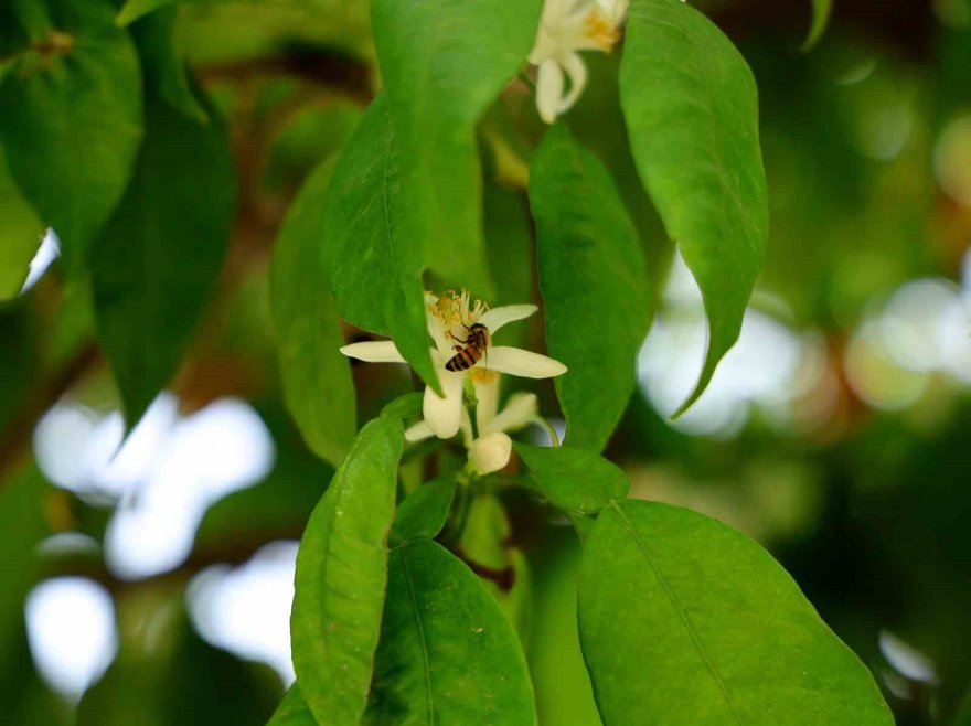 Adana’yı narenciye çiçeği kokusu sardı
