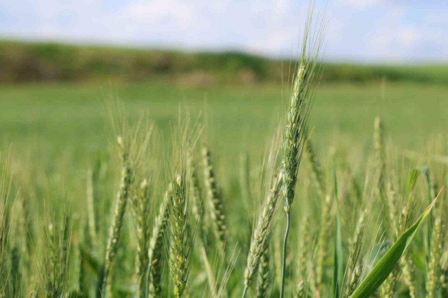 Buğday hasadı öncesi biçerdöverler hazırlanıyor
