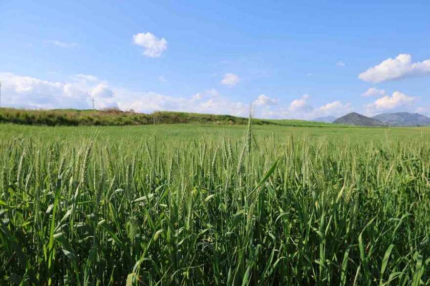 Buğday hasadı öncesi biçerdöverler hazırlanıyor