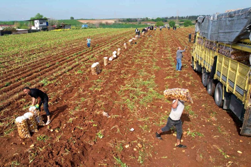 Adana’da turfanda patates hasadı başladı