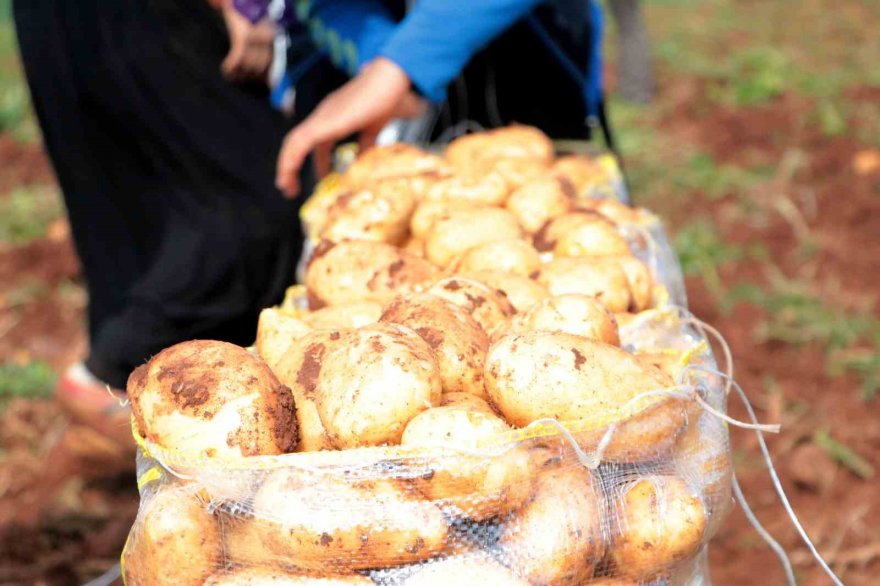 Adana’da turfanda patates hasadı başladı