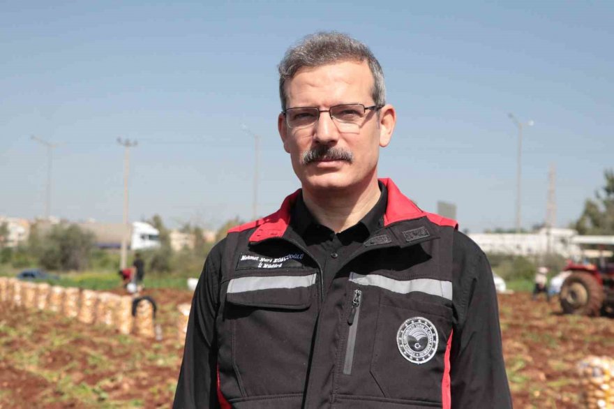 Adana’da turfanda patates hasadı başladı