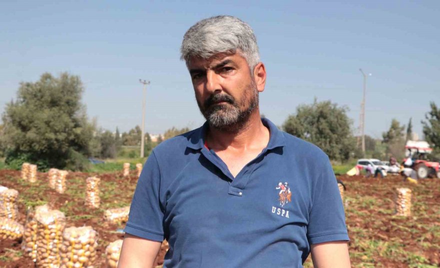 Adana’da turfanda patates hasadı başladı