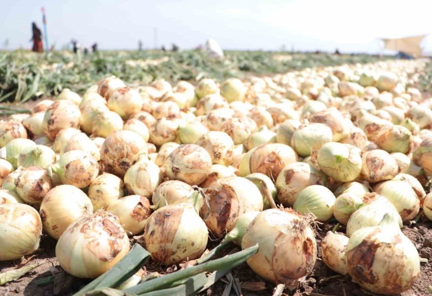 Adana’da turfanda soğan hasadı başladı