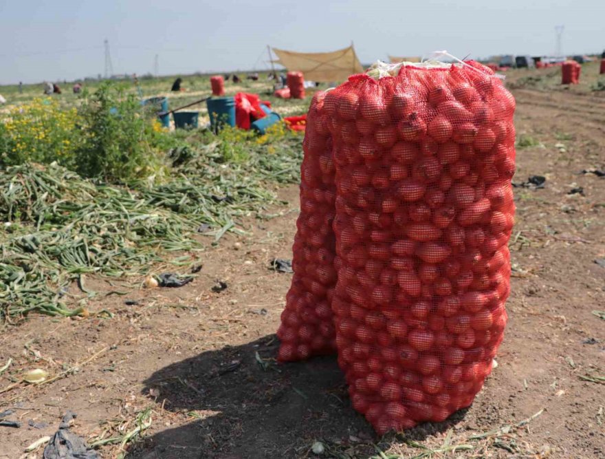 Adana’da turfanda soğan hasadı başladı