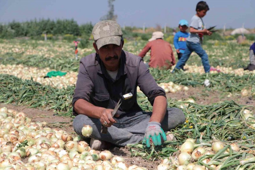 Adana’da turfanda soğan hasadı başladı