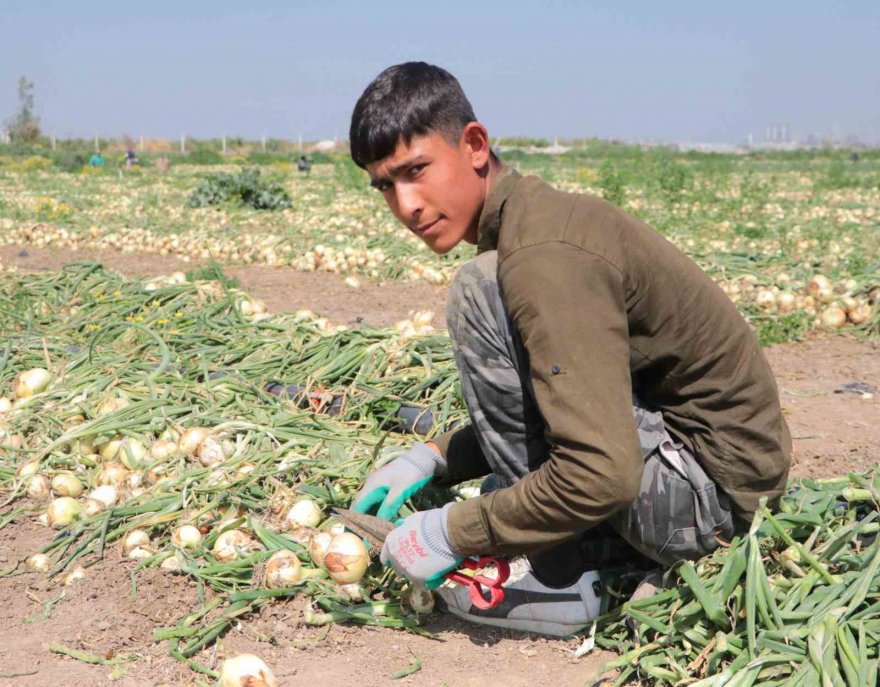 Adana’da turfanda soğan hasadı başladı