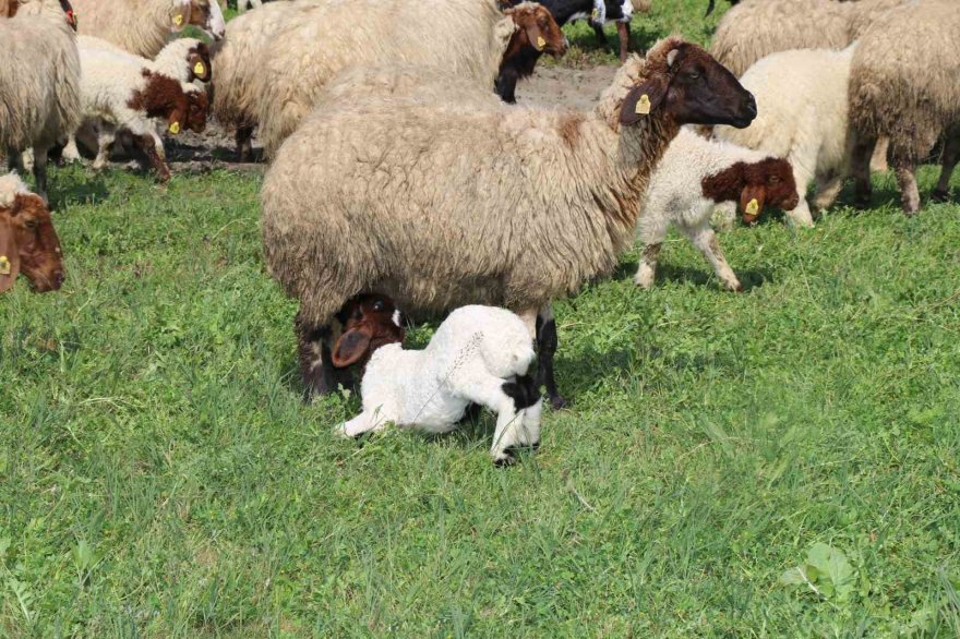 Ovadaki meralarda otlatma sezonu başladı