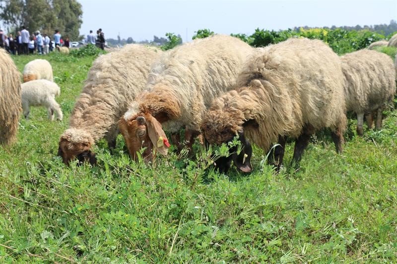 Ovadaki meralarda otlatma sezonu başladı