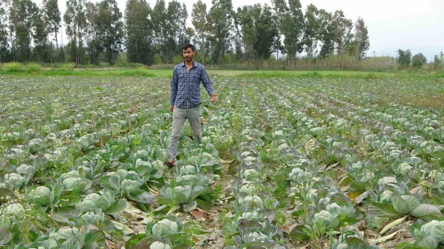Tarlada kalan lahanayı ücretsiz dağıtıyor