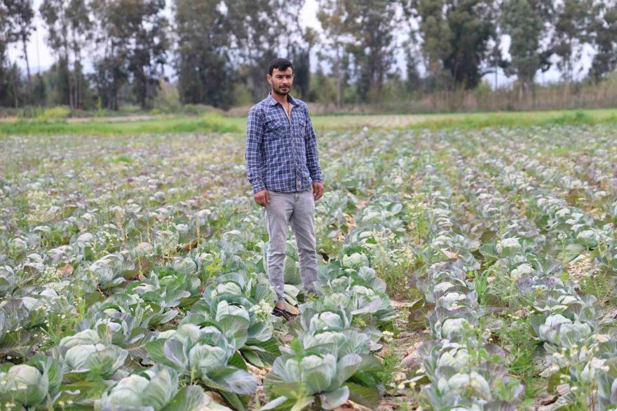 Tarlada kalan lahanayı ücretsiz dağıtıyor