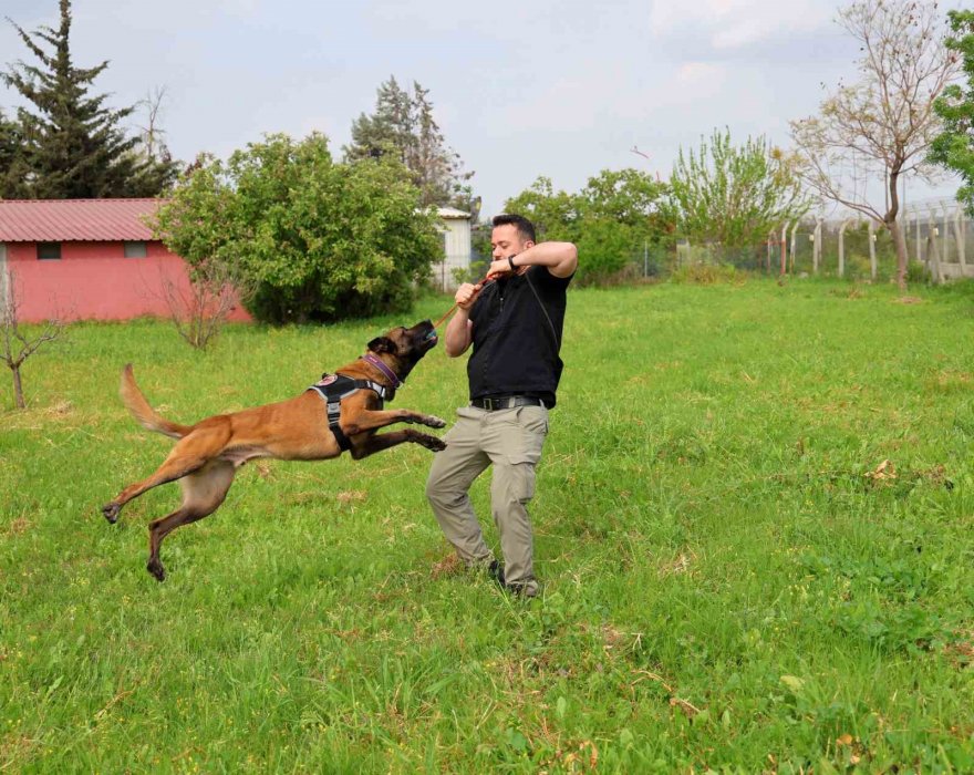 Narkotik köpeği Hulk’un 7’nci yaş günü pasta kesilerek kutlandı