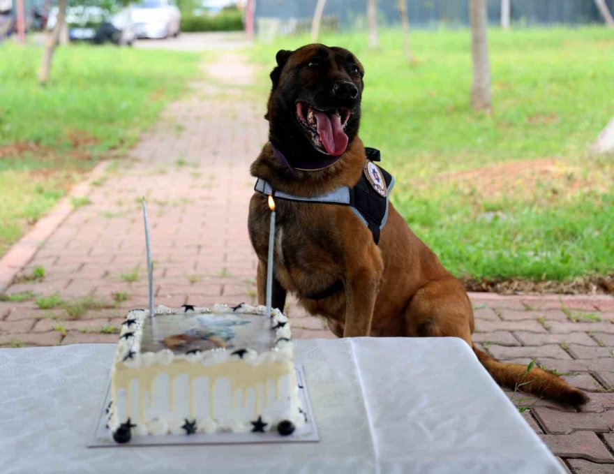 Narkotik köpeği Hulk’un 7’nci yaş günü pasta kesilerek kutlandı