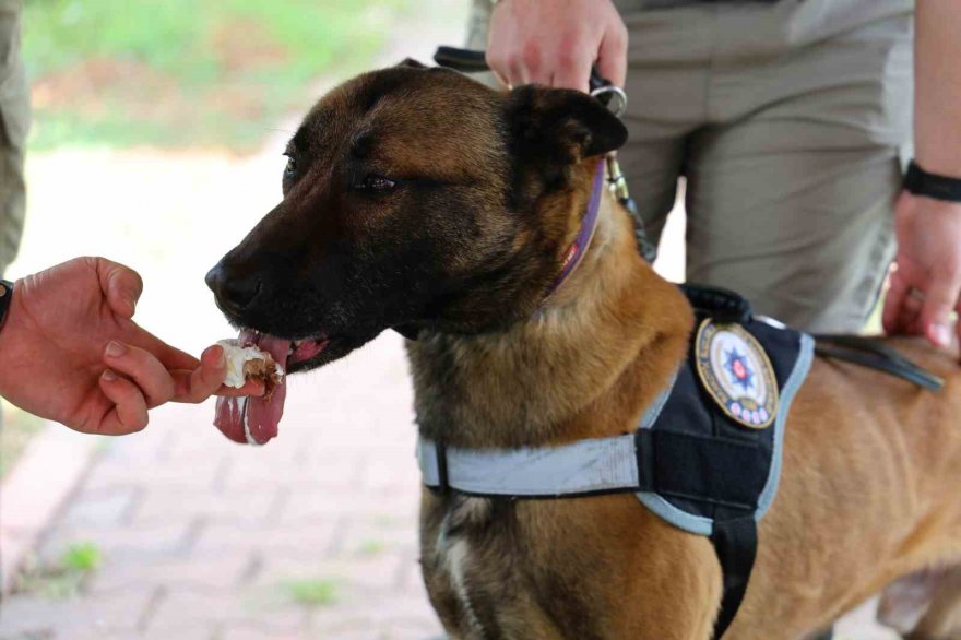 Narkotik köpeği Hulk’un 7’nci yaş günü pasta kesilerek kutlandı