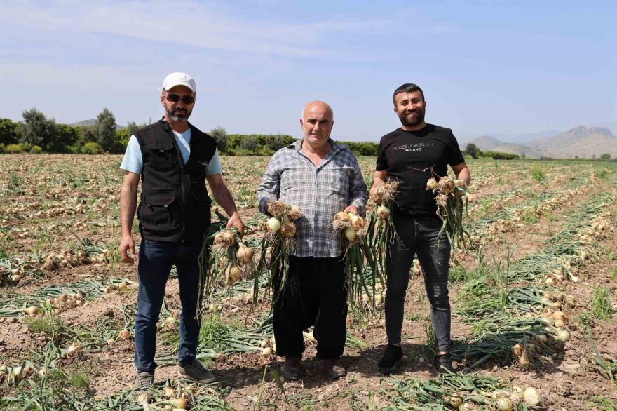 Sofrada göz yaşartan soğan tarlada üreticinin yüzünü güldürdü