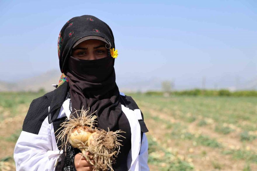Sofrada göz yaşartan soğan tarlada üreticinin yüzünü güldürdü