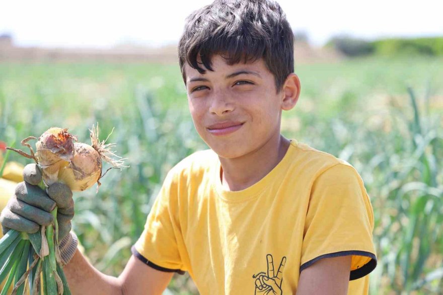 Sofrada göz yaşartan soğan tarlada üreticinin yüzünü güldürdü