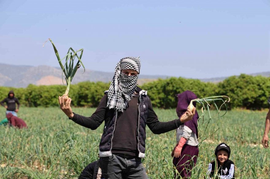 Sofrada göz yaşartan soğan tarlada üreticinin yüzünü güldürdü
