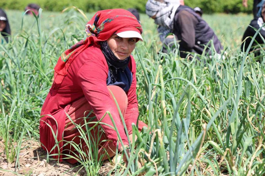 Sofrada göz yaşartan soğan tarlada üreticinin yüzünü güldürdü