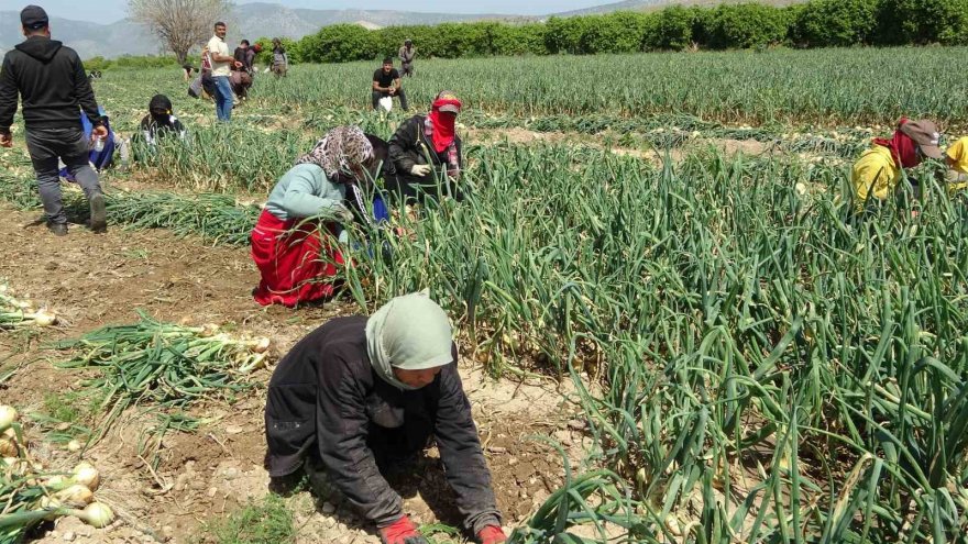 Sofrada göz yaşartan soğan tarlada üreticinin yüzünü güldürdü
