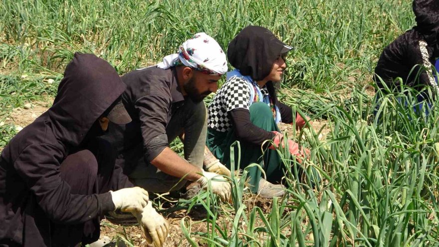 Sofrada göz yaşartan soğan tarlada üreticinin yüzünü güldürdü