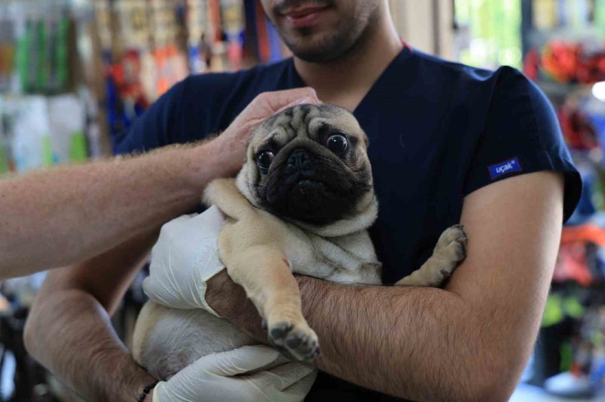 Uzmanından köpek besleyenlere uyarı: 