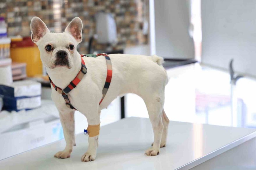 Uzmanından köpek besleyenlere uyarı: 