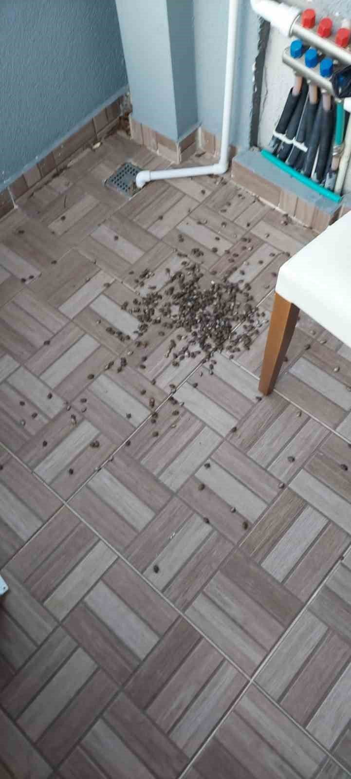 Prof. Dr. Taşova : “Böcekler mikropların taşıyıcısıdır”