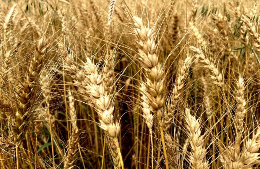 Buğdayda hasat yaklaştı, fiyat bekleniyor