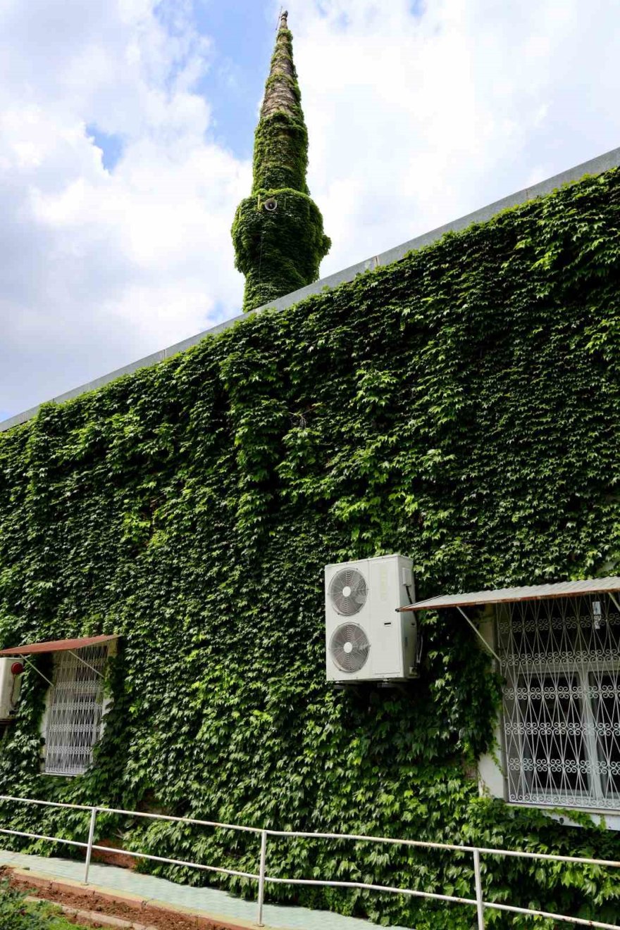 ’Yeşil Cami’ sarmaşıklarına kavuştu