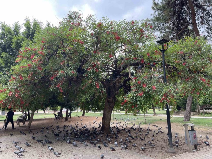 Binlerce kuşun bulunduğu Atatürk Parkı çocuklu ailelerin vazgeçilmezi oldu