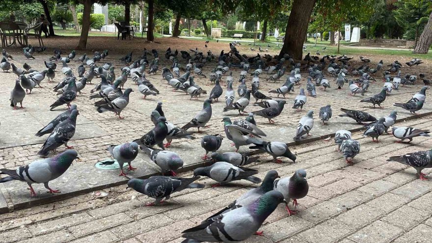 Binlerce kuşun bulunduğu Atatürk Parkı çocuklu ailelerin vazgeçilmezi oldu