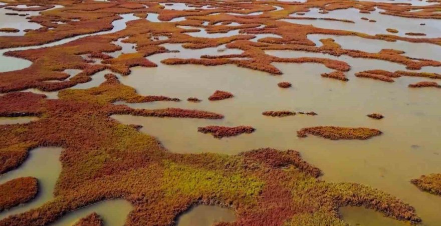 Adana’da endemik ‘çorak yoncası’ görüntülendi