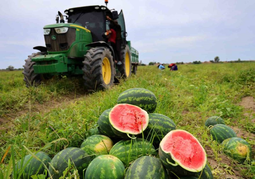 Adana’da turfanda karpuz hasadı başladı