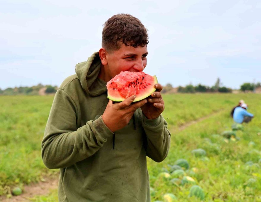 Adana’da turfanda karpuz hasadı başladı