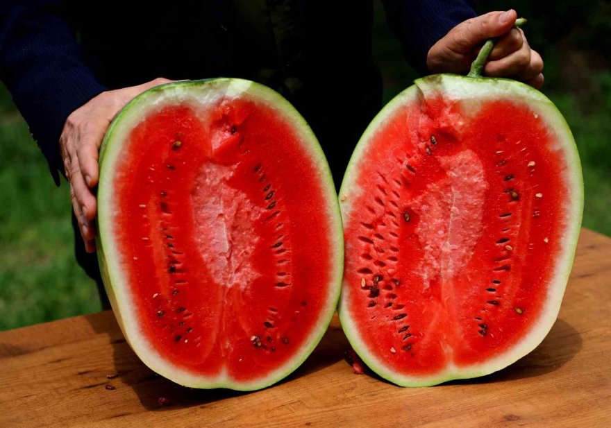 Adana’da turfanda karpuz hasadı başladı