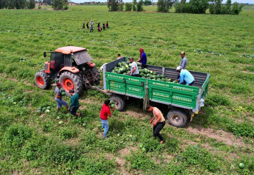 Adana’da turfanda karpuz hasadı başladı