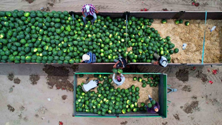 Adana’da turfanda karpuz hasadı başladı
