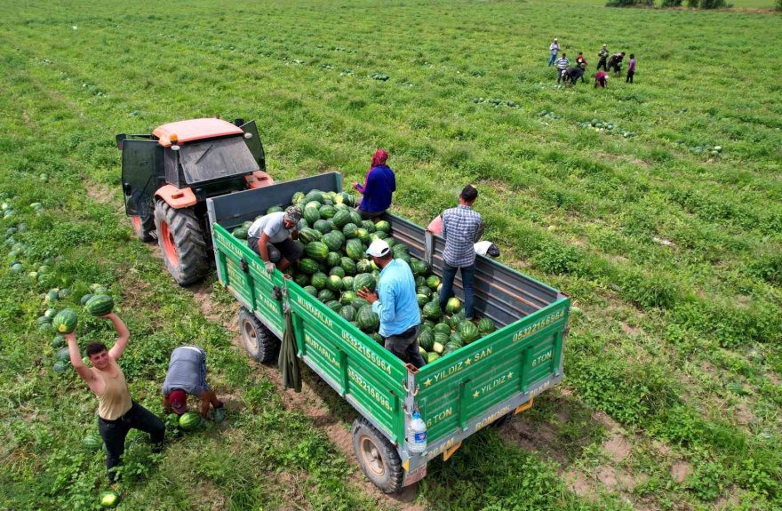 Adana’da turfanda karpuz hasadı başladı