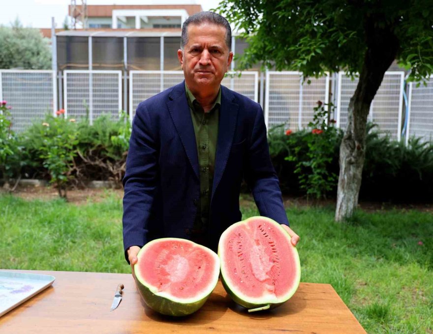 Adana’da turfanda karpuz hasadı başladı