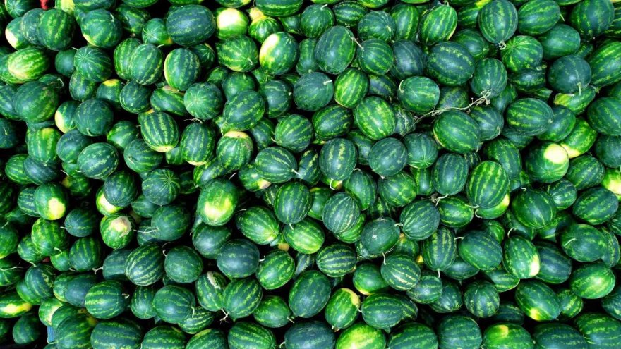 Adana’da turfanda karpuz hasadı başladı