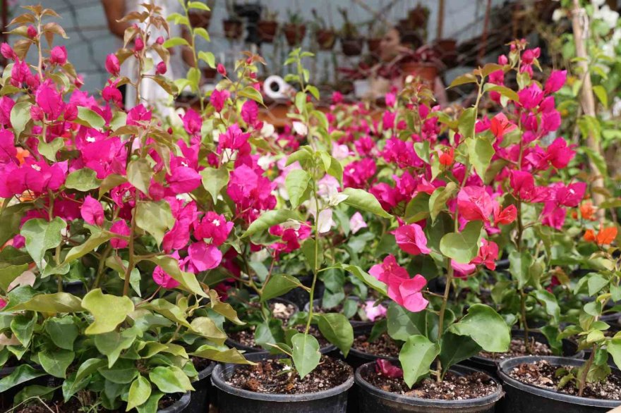 “Bir dal çiçek istediler” o serasını kurup kendi işinin patronu oldu