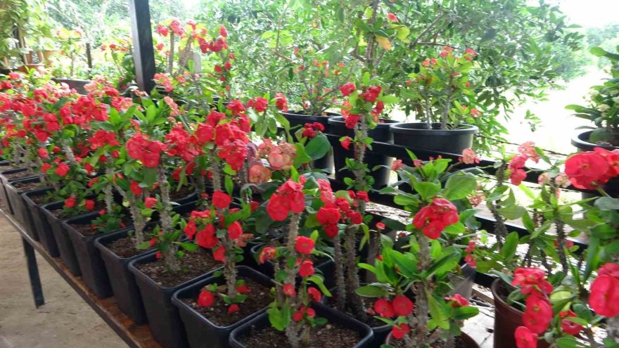 “Bir dal çiçek istediler” o serasını kurup kendi işinin patronu oldu