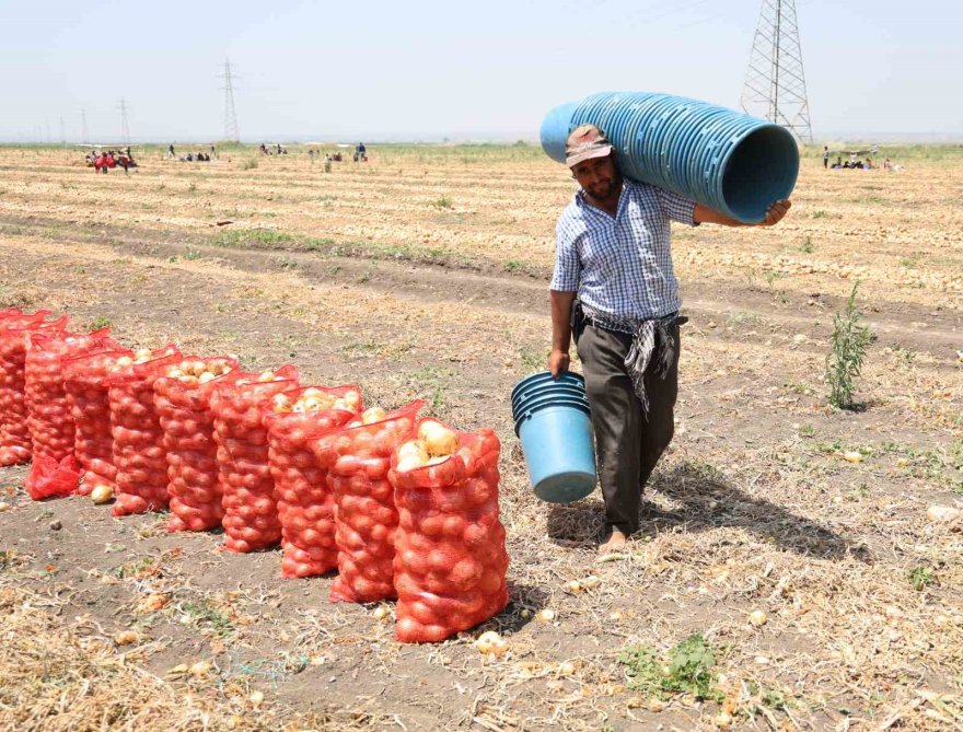 Soğan fiyatları tarlada 5 liraya düştü