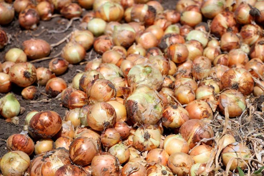 Soğan fiyatları tarlada 5 liraya düştü