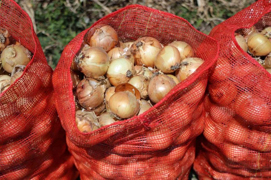 Soğan fiyatları tarlada 5 liraya düştü