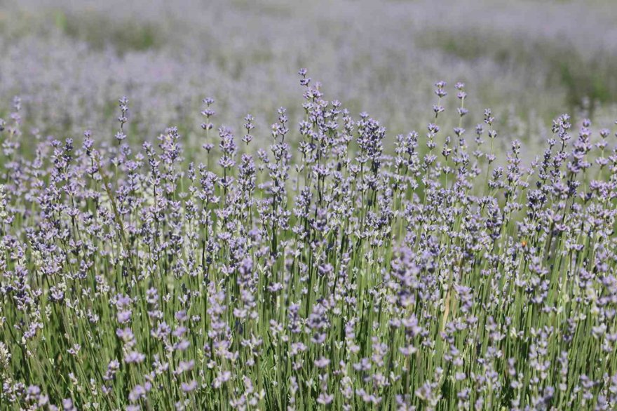 Tarlalar mor gelinliğini giydi, ziyaretçi için geri sayım başladı