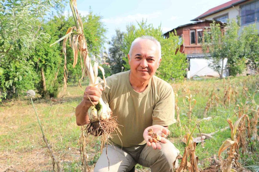 Bu sarımsağı gören bir daha bakıyor