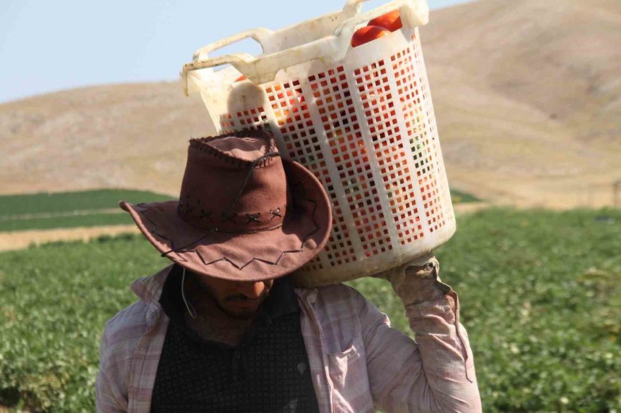 Prof. Dr. Tuna Katırcıbaşı: 